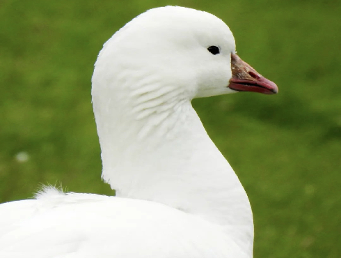 Ross's Goose